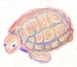 redblue turtle