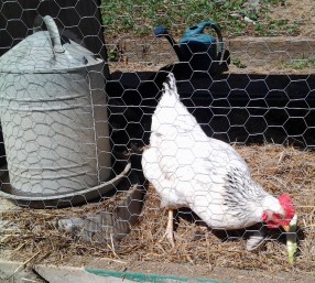 chicken eating plant scrap