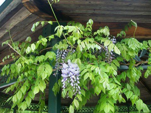 garden wisteria