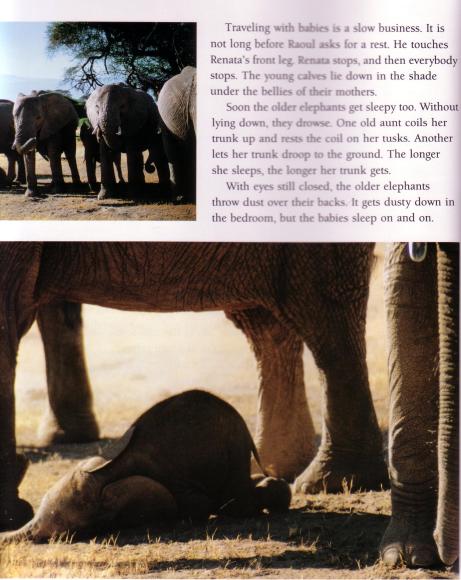 books Elephants Calling page cropped
