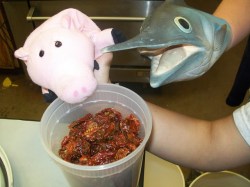 Farm School dried tomatoes