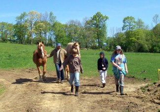 Farm School horses and kids