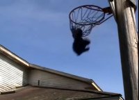 Farm School Moosey basketball