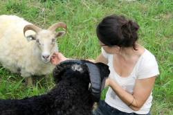 farming Addie and sheep 2