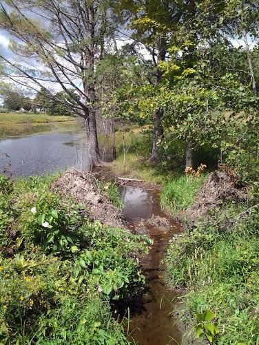 beaver edits dam site