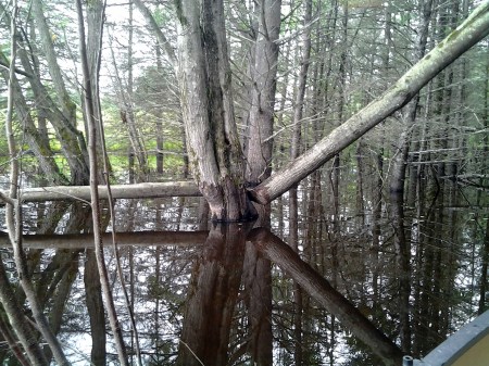 beaver edits felled trees