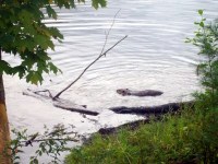 beaver edits in water b