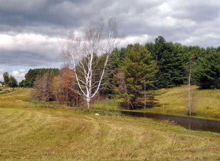 beaver edits pond late august