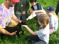 Farm School 2012 mine black lamb